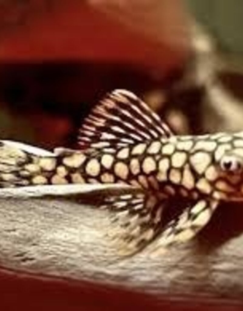 Honeycomb Pleco - L037 - Freshwater