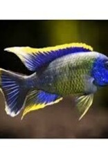 African Cichlid - Hai Reef Peacock - XLarge Male - Freshwater