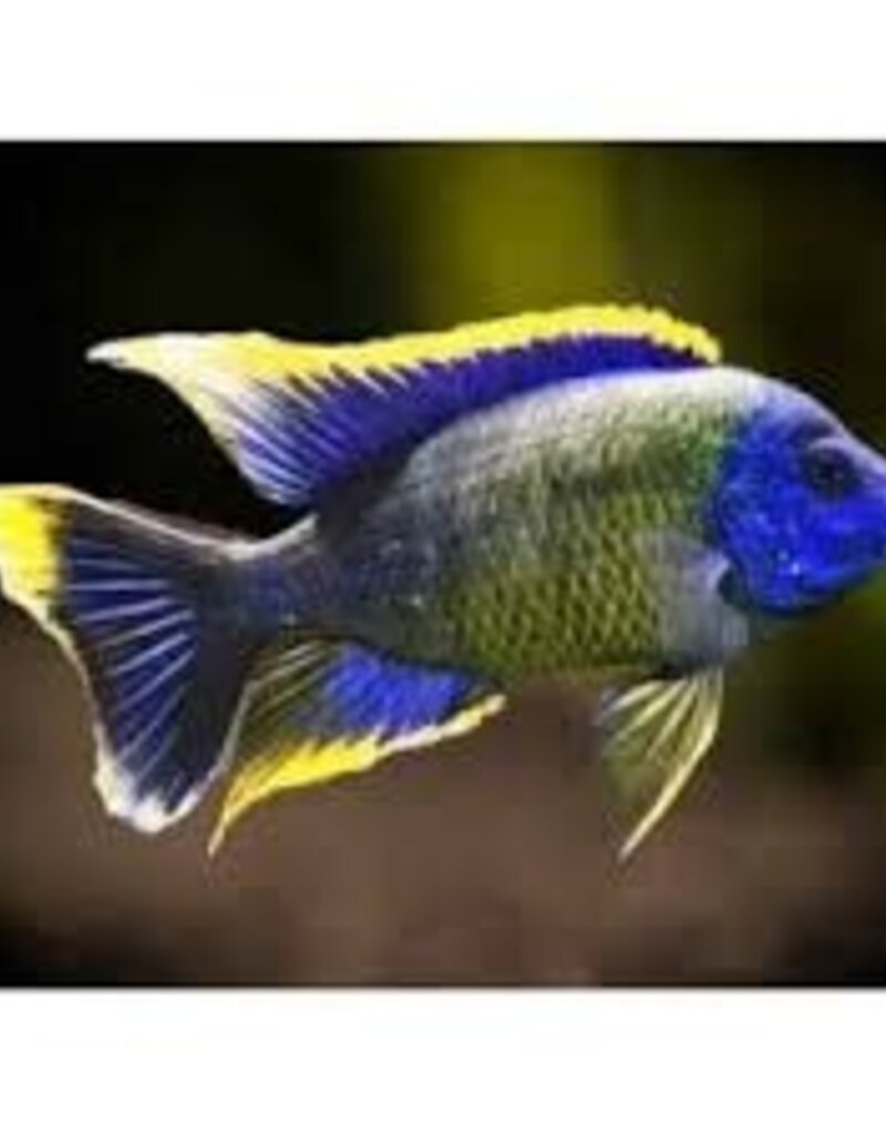 African Cichlid - Hai Reef Peacock - XLarge Male - Freshwater