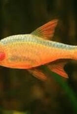 Fire Red Rasbora - Freshwater