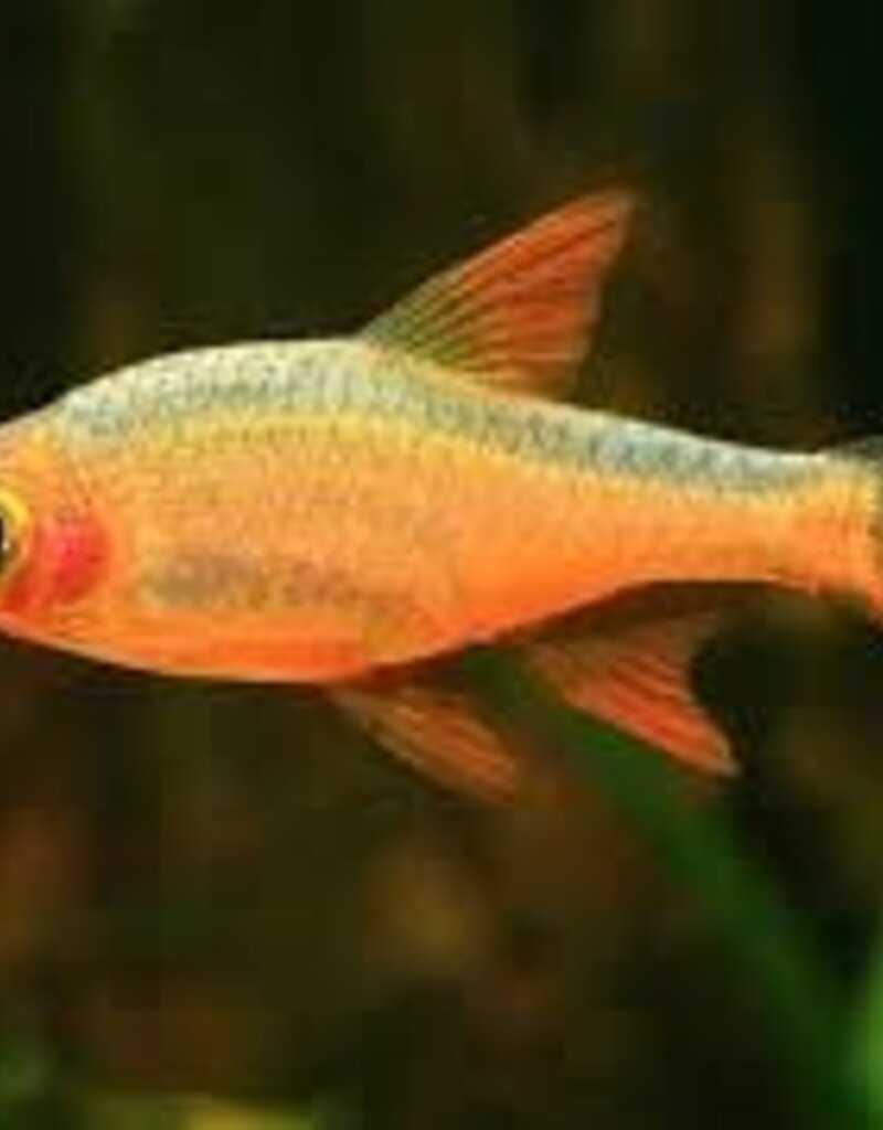 Fire Red Rasbora - Freshwater
