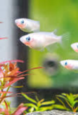 Tumiki Rice Fish - Freshwater