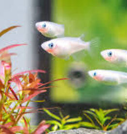 Tumiki Rice Fish - Freshwater