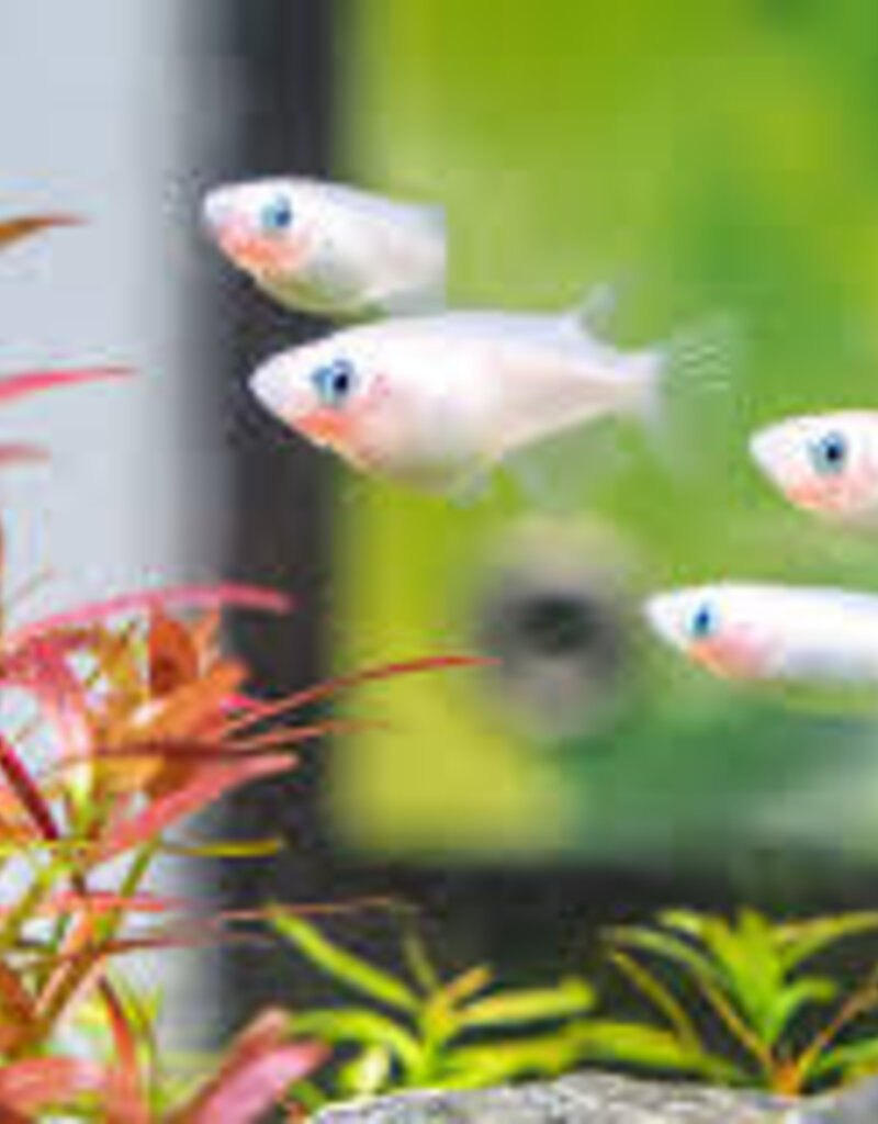 Tumiki Rice Fish - Freshwater