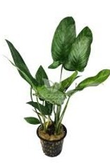 Anubias  Hastifolia Mother - Live Aquatic Plant