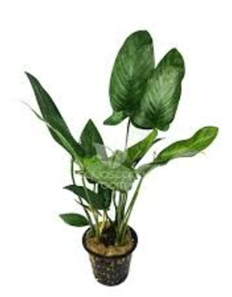 Anubias  Hastifolia Mother - Live Aquatic Plant