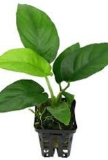 Anubias  Nangi Mother - Live Aquatic Plant