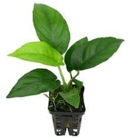 Anubias  Nangi Mother - Live Aquatic Plant