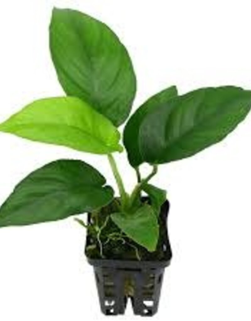 Anubias  Nangi Mother - Live Aquatic Plant