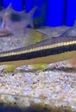 False Flying Fox (Garra Taeniata) - Freshwater