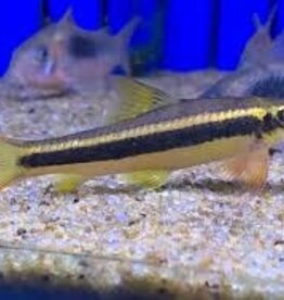 False Flying Fox (Garra Taeniata) - Freshwater