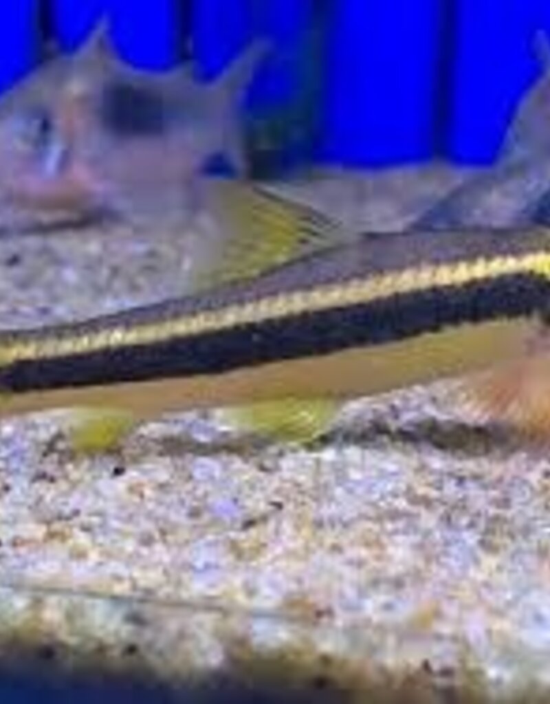 False Flying Fox (Garra Taeniata) - Freshwater