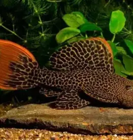 Leopard Cactus Pleco - L600 - Freshwater