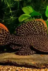 Leopard Cactus Pleco - L600 - Freshwater