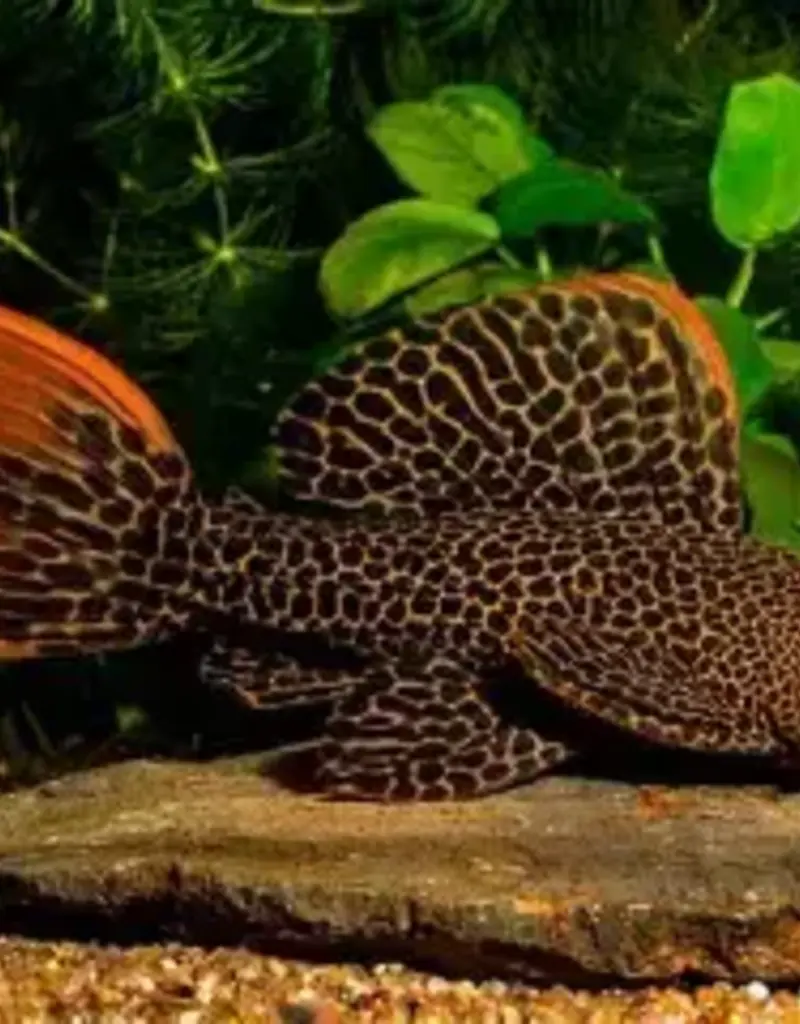 Leopard Cactus Pleco - L600 - Freshwater