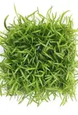 Lilaeopsis of Brazil on a Pad (Micro Sword)- Live Aquatic Plant
