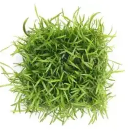 Lilaeopsis of Brazil on a Pad (Micro Sword)- Live Aquatic Plant