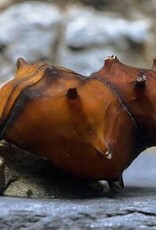 Pagoda Snail - Freshwater
