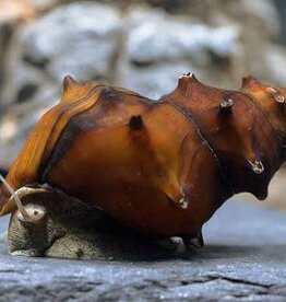 Pagoda Snail - Freshwater