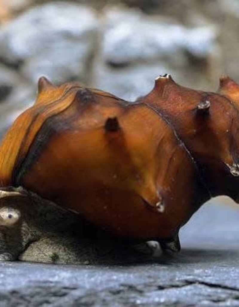 Pagoda Snail - Freshwater