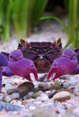 Purple Vampire Crab - Freshwater