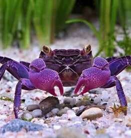 Purple Vampire Crab - Freshwater