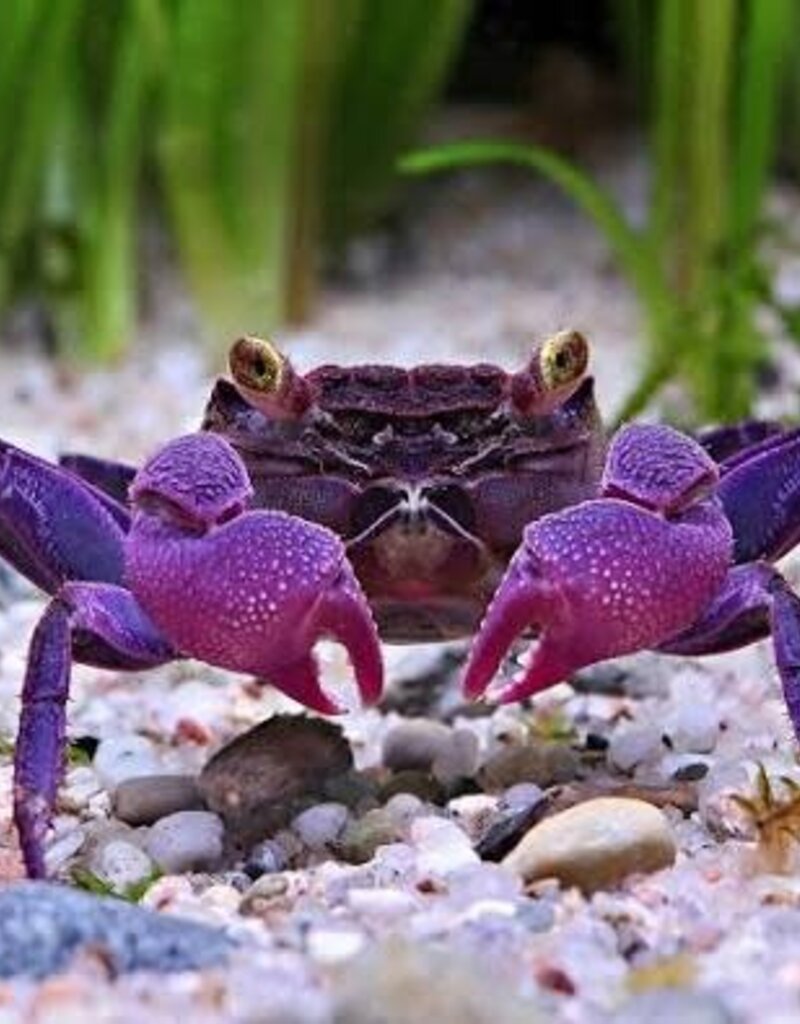 Purple Vampire Crab - Freshwater