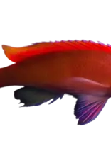 Redbar Anthia - Saltwater