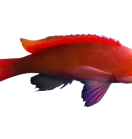Redbar Anthia - Saltwater