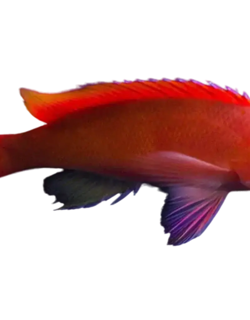 Redbar Anthia - Saltwater