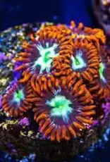 Alpha Omega Zoa Frag - Saltwater