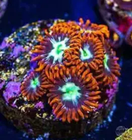 Alpha Omega Zoa Frag - Saltwater