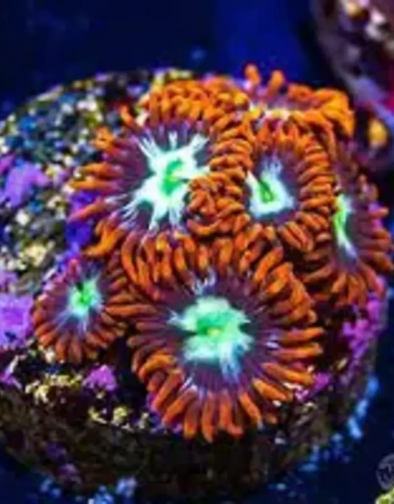 Alpha Omega Zoa Frag - Saltwater