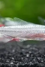 Brilliant Rummynose Tetra - Freshwater