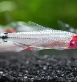 Brilliant Rummynose Tetra - Freshwater