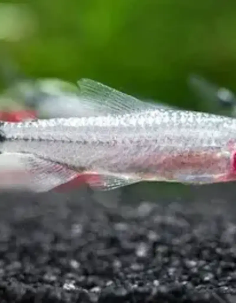 Brilliant Rummynose Tetra - Freshwater