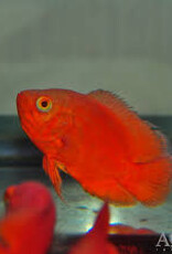 Red Chili Oscar - Freshwater