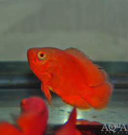 Red Chili Oscar - Freshwater