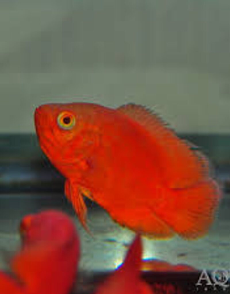 Red Chili Oscar - Freshwater