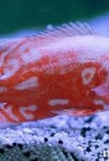 Red Tiger Nemo Oscar - Freshwater