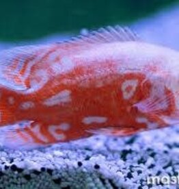 Red Tiger Nemo Oscar - Freshwater