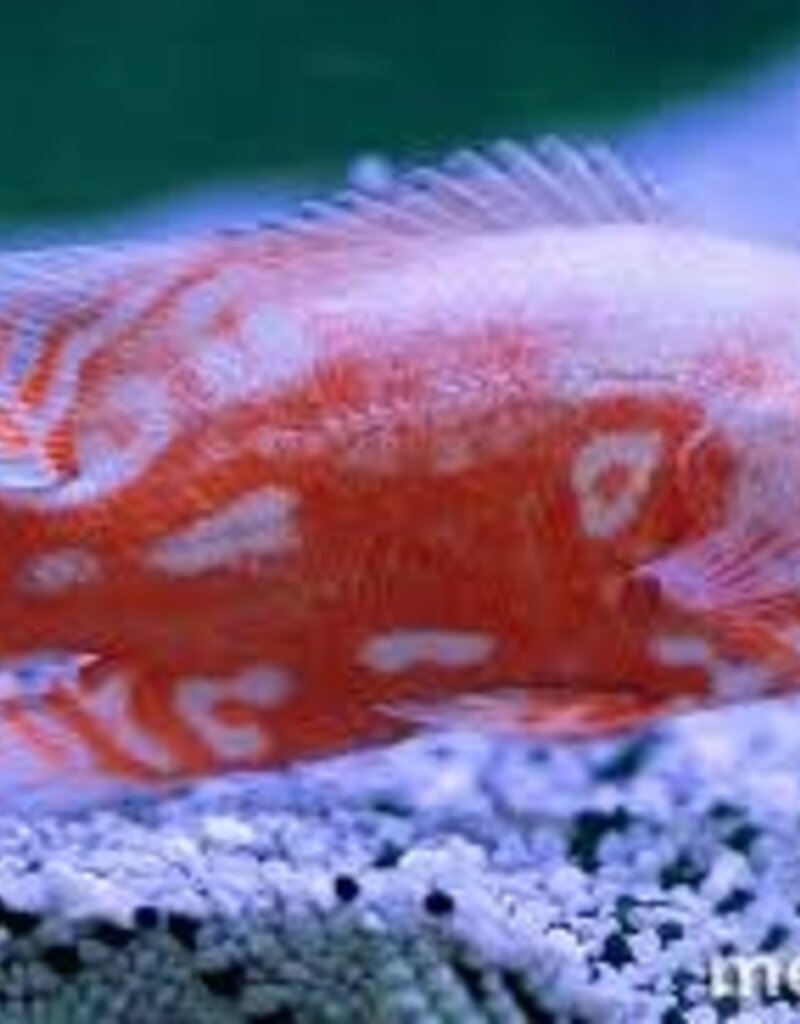 Red Tiger Nemo Oscar - Freshwater