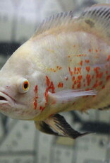 Albino Tiger Oscar 2" - Freshwater