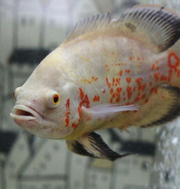 Albino Tiger Oscar 2" - Freshwater