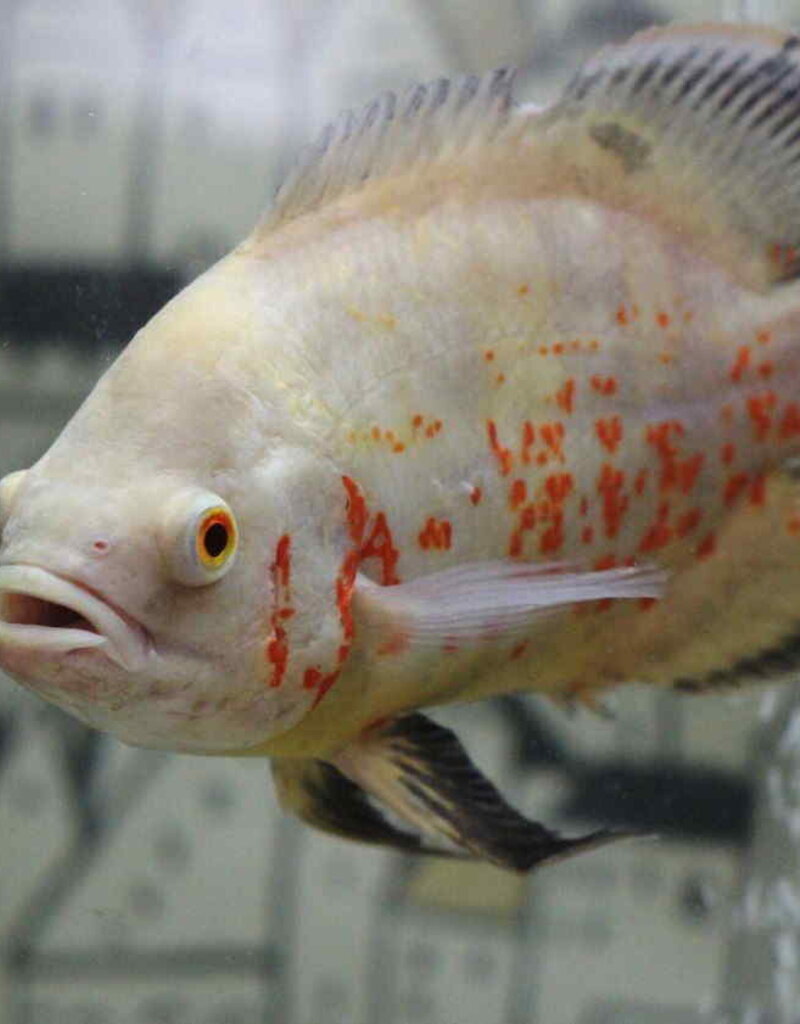 Albino Tiger Oscar 2" - Freshwater