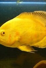 Lemon Oscar - Freshwater