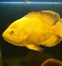 Lemon Oscar - Freshwater