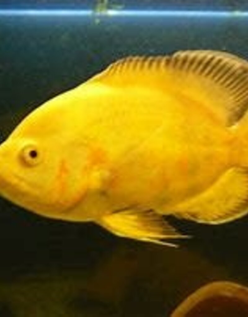 Lemon Oscar - Freshwater