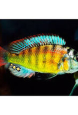 Cherry Red Hap - African Cichlid - Freshwater