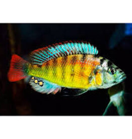 Cherry Red Hap - African Cichlid - Freshwater